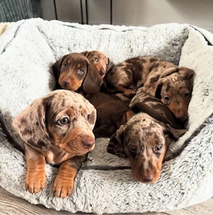 Dackel welpen Bild 4
