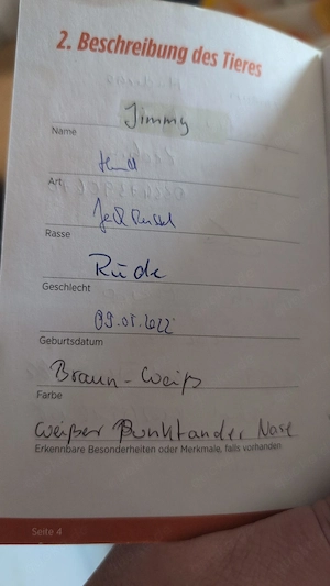 Jack Russell fast 4 Jahre alt Bild 4