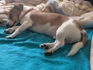 Jack Russell fast 4 Jahre alt Bild 3