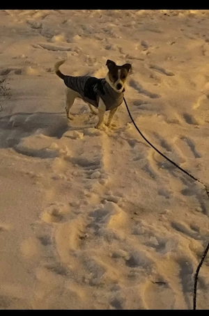 Jack Russell fast 4 Jahre alt Bild 2