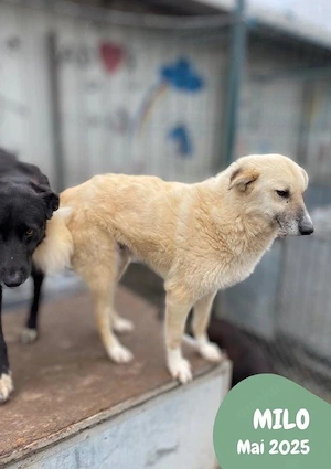 menschenbezogener, freundlicher, fröhlicher, toller Rüde "Milo" sucht ein schönes Zuhause  Bild 7