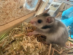 Goldhamsterbabys 5 Wochen alt  Bild 8