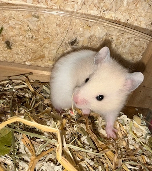 Goldhamsterbabys 5 Wochen alt  Bild 2