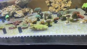 Korallen korallenableger meerwasser