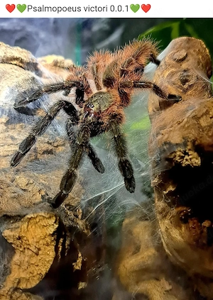 Psalmopoeus victori 1.0