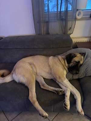 Bella - die Softvariante eines Kangals Bild 10