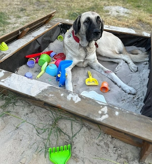 Bella - die Softvariante eines Kangals Bild 9