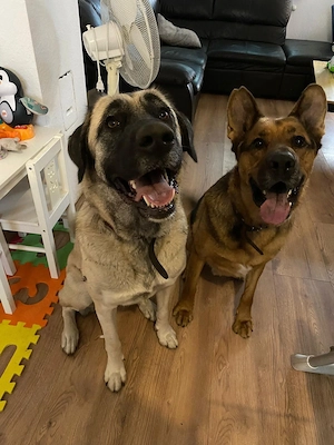 Bella - die Softvariante eines Kangals Bild 8