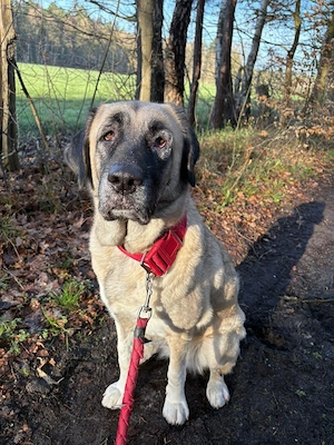 Bella - die Softvariante eines Kangals Bild 7