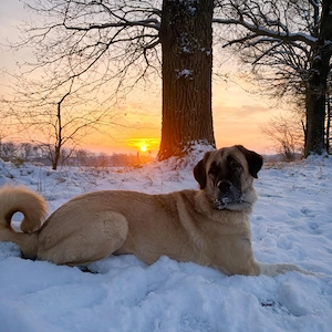 Bella - die Softvariante eines Kangals
