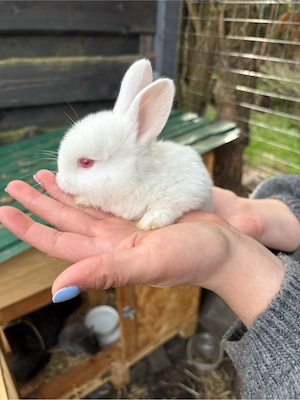 Süße Widder Deutsche Riesen Mix Hasenbabys   