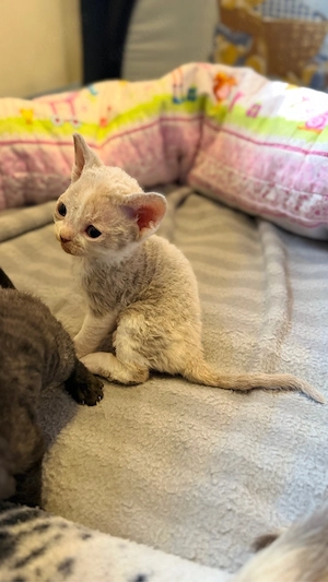 Wunderschöne Devon Rex Kitten suchen liebevolles Zuhause. Kein Liebhaberpreis!  