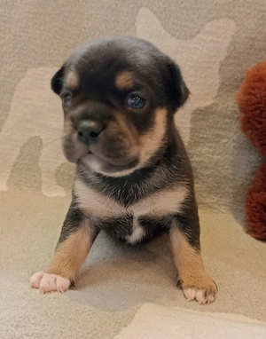 Französische Bulldogge Chihuahua Welpen suchen ihre Familie!
