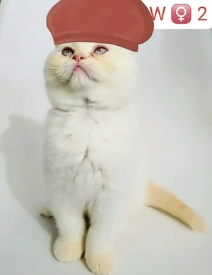    Anzeige zur Vermittlung britischer Kätzchen   