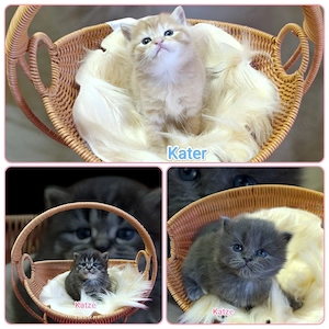 Exklusive Britisch Kurzhaar Heilige Birma Edelmixkitten m w ideale Familienkätzchen Nur noch 3 