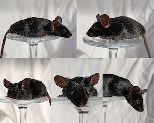 Farbmaus Böcke Showtyp 