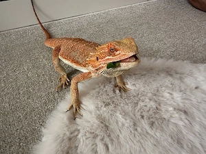 1 Bartagame Männchen   ca 1-1,5 Jahre jung