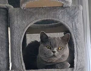 bkh weibchen mit stammbaum