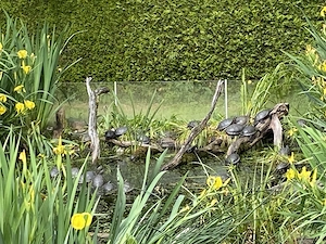 Europäische Sumpfschildkröten Emys orbicularis mit Papieren