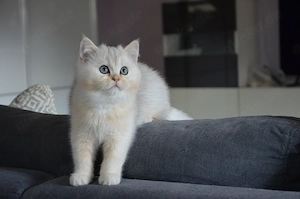 Süße BKH    Silver Shaded Babykatze - entwurmt und geimpft