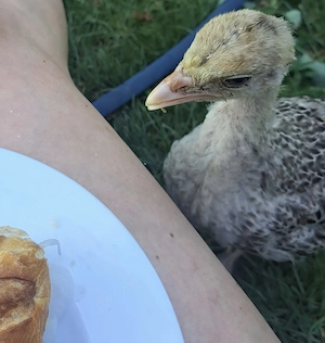 Bruteier Bronzeputen Narrangsett Puten Bild 2