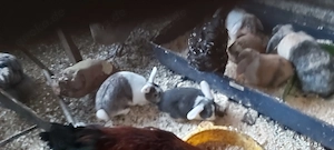 Zwerhasen  Weiblich und Mnlich Bild 3