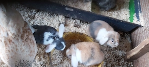 Zwerhasen  Weiblich und Mnlich Bild 2