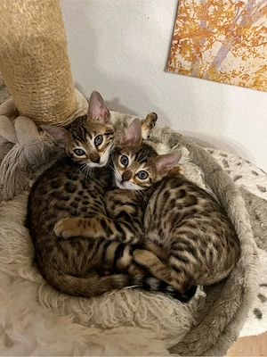 Bengalkitten Traumcharakter