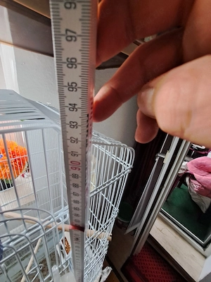 Pfersichköpfchen und blauköpfchen 