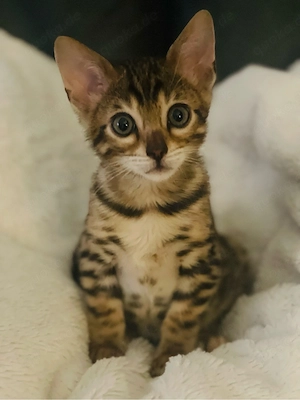 Bengalkitten Traumcharakter Bild 3