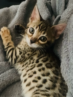 Bengalkitten Traumcharakter Bild 4