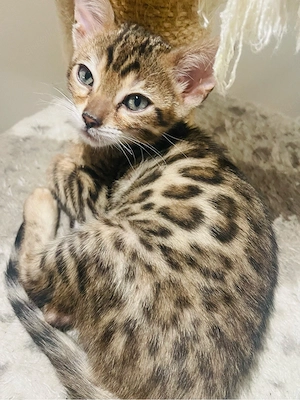 Bengalkitten Traumcharakter Bild 6