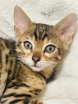 Bengalkitten Traumcharakter Bild 7