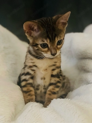 Bengalkitten Traumcharakter Bild 2