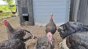 Bruteier Bronzeputen Narrangsett Puten Bild 4