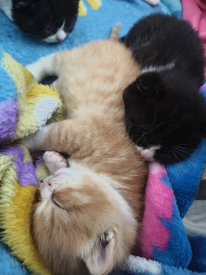 Bkh Kätzchen geb.16.3. 