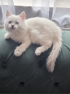 heilige birma kitten 