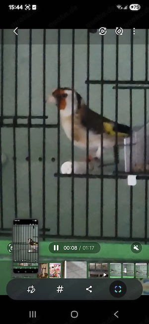 Stieglitz major weiblich 