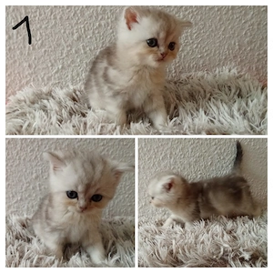 Bkh kitten Golden tabby  Bild 2