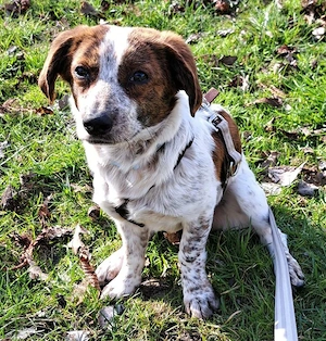 LORD *bei unserer Pflegestelle in 26969 Butjadingen*