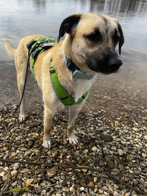 Jacky - sucht die richtigen Menschen 