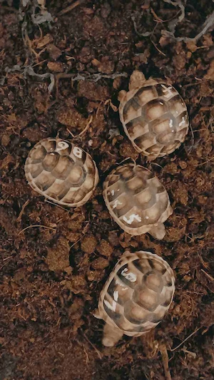 Breitrandschildkröten