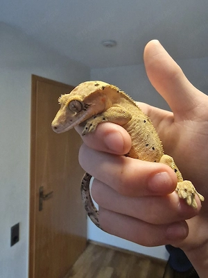 Kronen Gecko mit zubehör