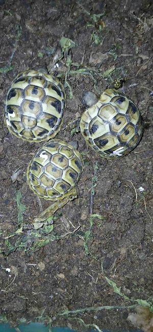 Griech. Landschildkröte