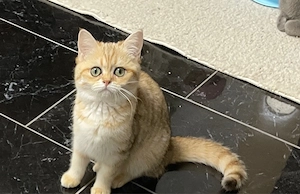 Abgabebereit!BKH BLH Kitten mit Stammbaum