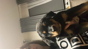 Rottweiler Welpen abzugeben - nur noch 2 Rüden - geboren am 16.01.2026