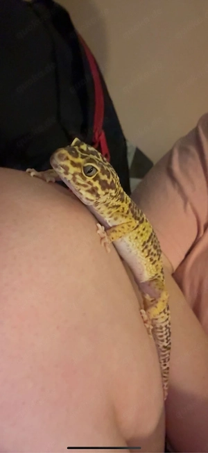 suche Leopard gecko mit terrarium etc.
