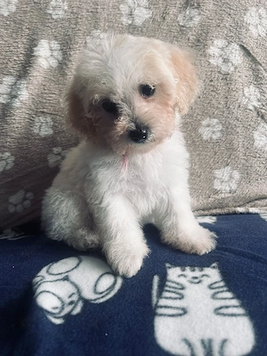 Maltipoo F1 