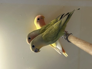 Nestjunge Rosenköpfchen 