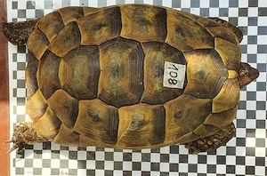  Abgabe adulte weibliche Maurische Landschildkröten (Testudo graeca)